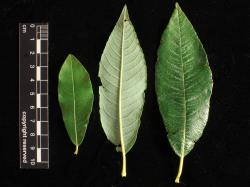Salix ×calodendron. Proximal (left) and distal mature leaves.
 Image: D. Glenny © Landcare Research 2020 CC BY 4.0